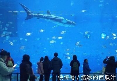 巨型金龍魚和虎鯨哪個厲害點好：探討虎鯨與巨型金龍魚哪個更厲害，從多個角度來考慮 龍魚百科 第1張