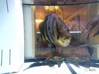 泰虎魚苗能喂飼料嗎怎么喂的：泰虎魚苗在一定條件下可以喂食飼料嗎 泰國虎魚 第2張