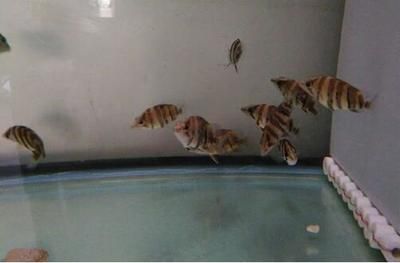 泰虎魚苗能喂飼料嗎怎么喂的：泰虎魚苗在一定條件下可以喂食飼料嗎 泰國虎魚 第1張