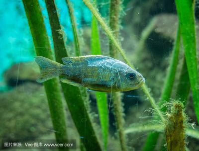 泰國虎魚養(yǎng)出狀態(tài)不好的原因分析圖：泰國虎魚養(yǎng)出狀態(tài)不佳的原因分析圖 泰國虎魚 第3張