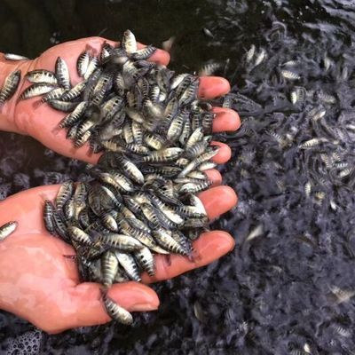 5公分虎魚(yú)苗喂什么飼料：5公分虎魚(yú)苗喂什么飼料， 虎魚(yú)百科 第3張