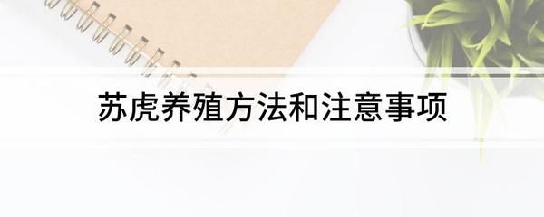 蘇虎怎么養(yǎng)：養(yǎng)殖蘇虎需要注意的幾個(gè)問題 蘇虎 第1張