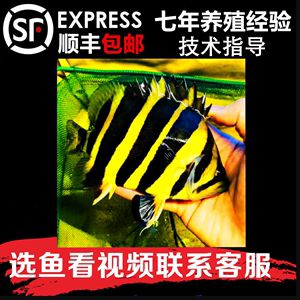 蘇虎怎么養(yǎng)：養(yǎng)殖蘇虎需要注意的幾個問題 蘇虎 第2張