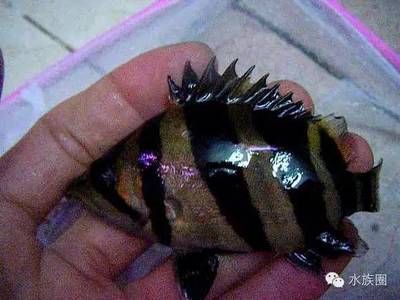 蘇虎魚是什么品種圖片及名稱介紹一下：蘇虎魚并非一個公認的虎魚品種名稱，實際上并沒有名為“蘇虎” 蘇虎 第2張