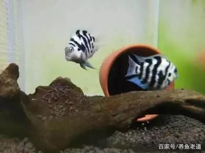 鸚鵡魚(yú)和虎皮魚(yú)：鸚鵡魚(yú)和虎皮魚(yú)可以與其他觀賞魚(yú)混養(yǎng)但需要注意的是 虎魚(yú)百科 第2張