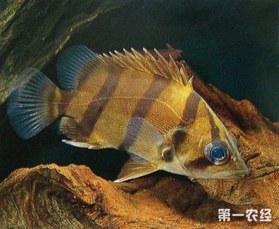 泰國(guó)虎魚(yú)幼苗怎么養(yǎng)活視頻：泰國(guó)虎魚(yú)幼苗怎么養(yǎng)活 泰國(guó)虎魚(yú) 第3張