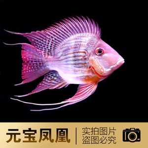 元寶鳳凰和金龍混養(yǎng)怎么樣啊：元寶鳳凰魚和金龍魚可以與龍魚混養(yǎng) 進口元寶鳳凰魚 第3張