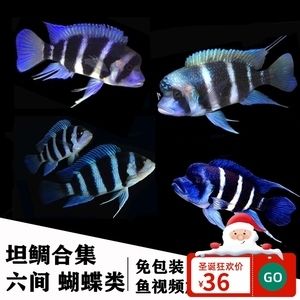 虎魚和蝴蝶鯉魚一起養(yǎng)可以嗎：虎魚和蝴蝶鯉魚可以一起養(yǎng)嗎 虎魚百科 第1張