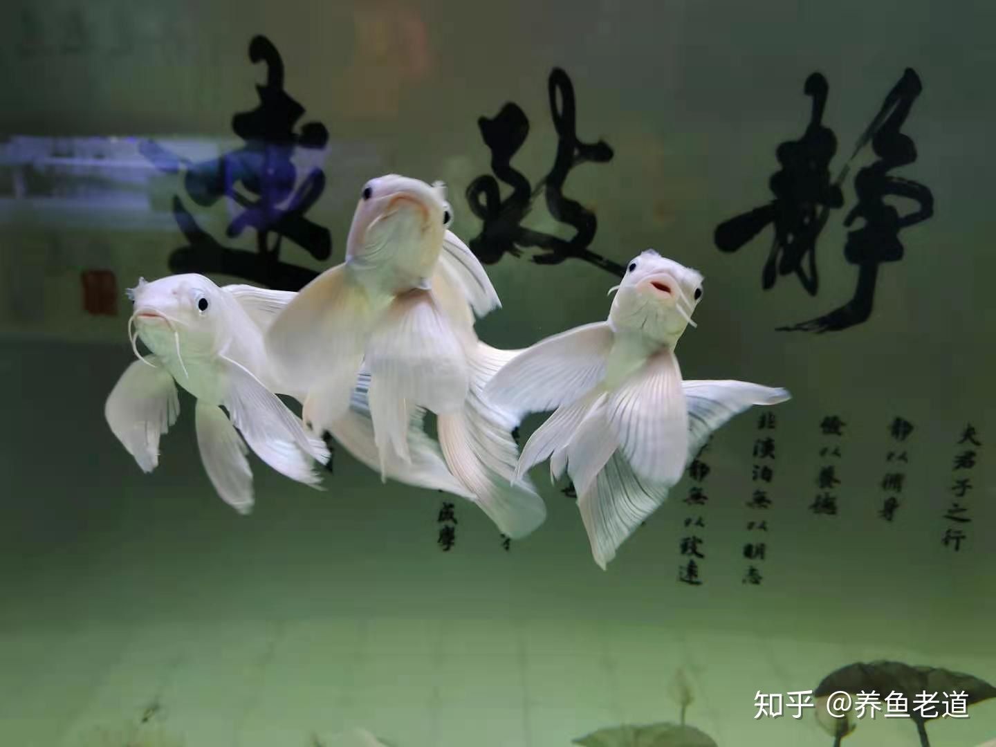 虎魚和蝴蝶鯉魚一起養(yǎng)可以嗎：虎魚和蝴蝶鯉魚可以一起養(yǎng)嗎 虎魚百科 第2張