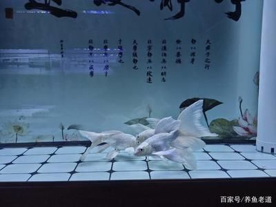 虎魚和蝴蝶鯉魚一起養(yǎng)可以嗎：虎魚和蝴蝶鯉魚可以一起養(yǎng)嗎 虎魚百科 第3張