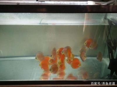 1米2的魚缸養(yǎng)幾條魚合適：1米2的魚缸養(yǎng)幾條魚合適， 魚缸定做 第2張