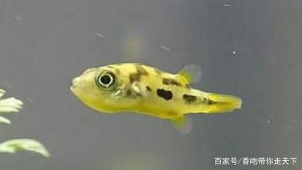 常見的淡水觀賞魚品種及圖片：常見的淡水觀賞魚品種及其圖片 蘇虎 第1張