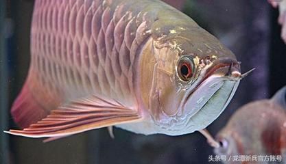 觀賞魚元寶鳳凰怎么養(yǎng)的：元寶鳳凰魚的飼養(yǎng)需要注意以下幾個(gè)方面