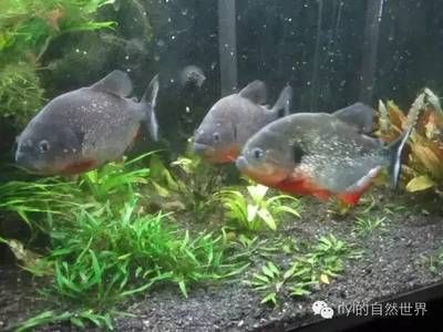 虎魚溫度最低多少：虎魚適宜水溫是多少 虎魚百科 第3張