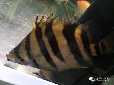 虎魚溫度最低多少：虎魚適宜水溫是多少 虎魚百科 第2張