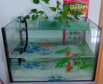 100元的魚缸：100元左右的魚缸怎么樣？ 魚缸百科 第2張