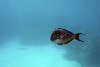 藍色魟魚：藍色魔鬼魚是一種生活在太平洋流域的雀鯛科屬魚種