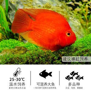 元寶鳳凰和鸚鵡魚能混養(yǎng)么：元寶鳳凰魚和鸚鵡魚能混養(yǎng)么 進口元寶鳳凰魚 第3張