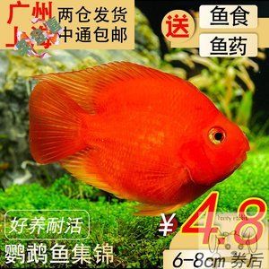 元寶鳳凰和鸚鵡魚能混養(yǎng)么：元寶鳳凰魚和鸚鵡魚能混養(yǎng)么 進口元寶鳳凰魚 第2張