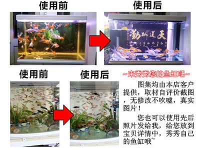 1.2米魚缸養(yǎng)幾條大型魚合適：1.2米的魚缸適合養(yǎng)哪些大型魚以及合適的養(yǎng)魚數(shù)量