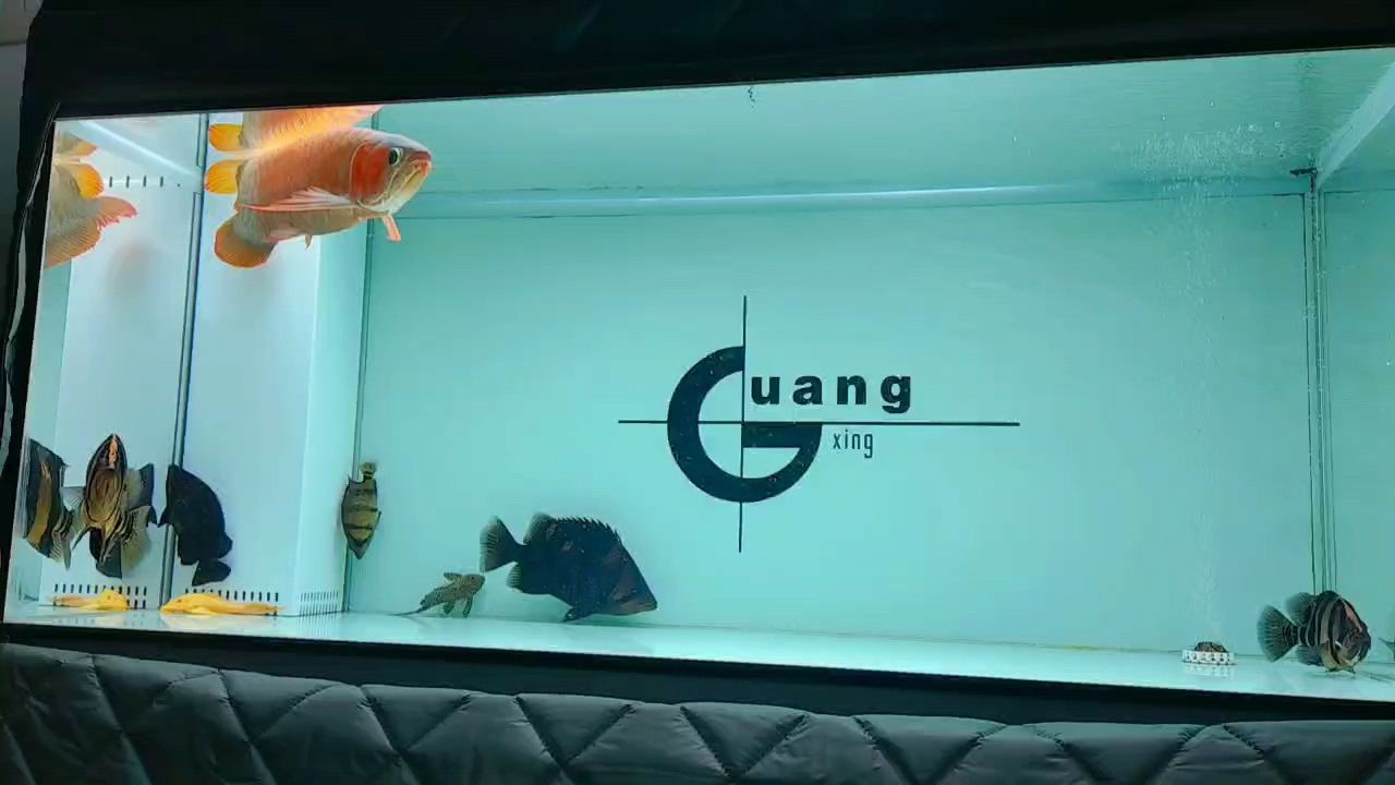 記錄一下：被養(yǎng)魚耽誤的建筑師 觀賞魚論壇