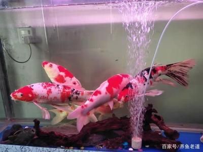 1.5米魚缸養(yǎng)幾條蝴蝶鯉魚：1.5米長的魚缸可以養(yǎng)10-15條蝴蝶鯉魚