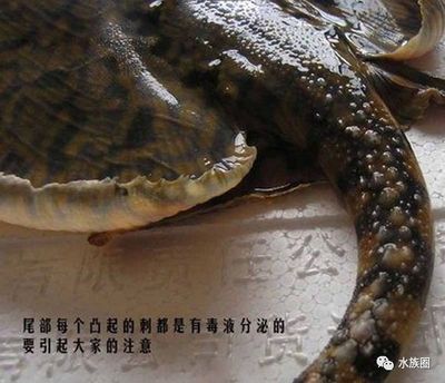 魟魚(yú)觀賞魚(yú)有毒嗎能活多久啊：賞魚(yú)有毒嗎能活多久