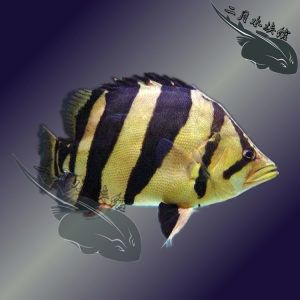 虎魚圖片：虎魚圖片的獲取方式 虎魚百科 第2張