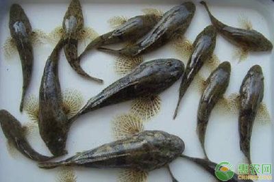 虎魚圖片：虎魚圖片的獲取方式 虎魚百科 第1張