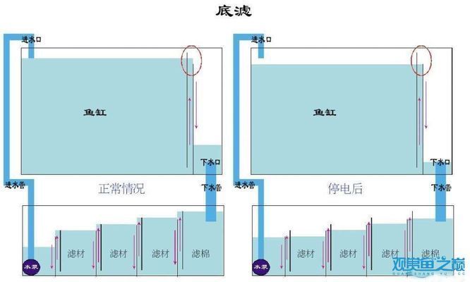 100魚缸有必要底濾嗎：100魚缸有必要使用底濾嗎100魚缸有必要使用底濾嗎 魚缸百科 第3張