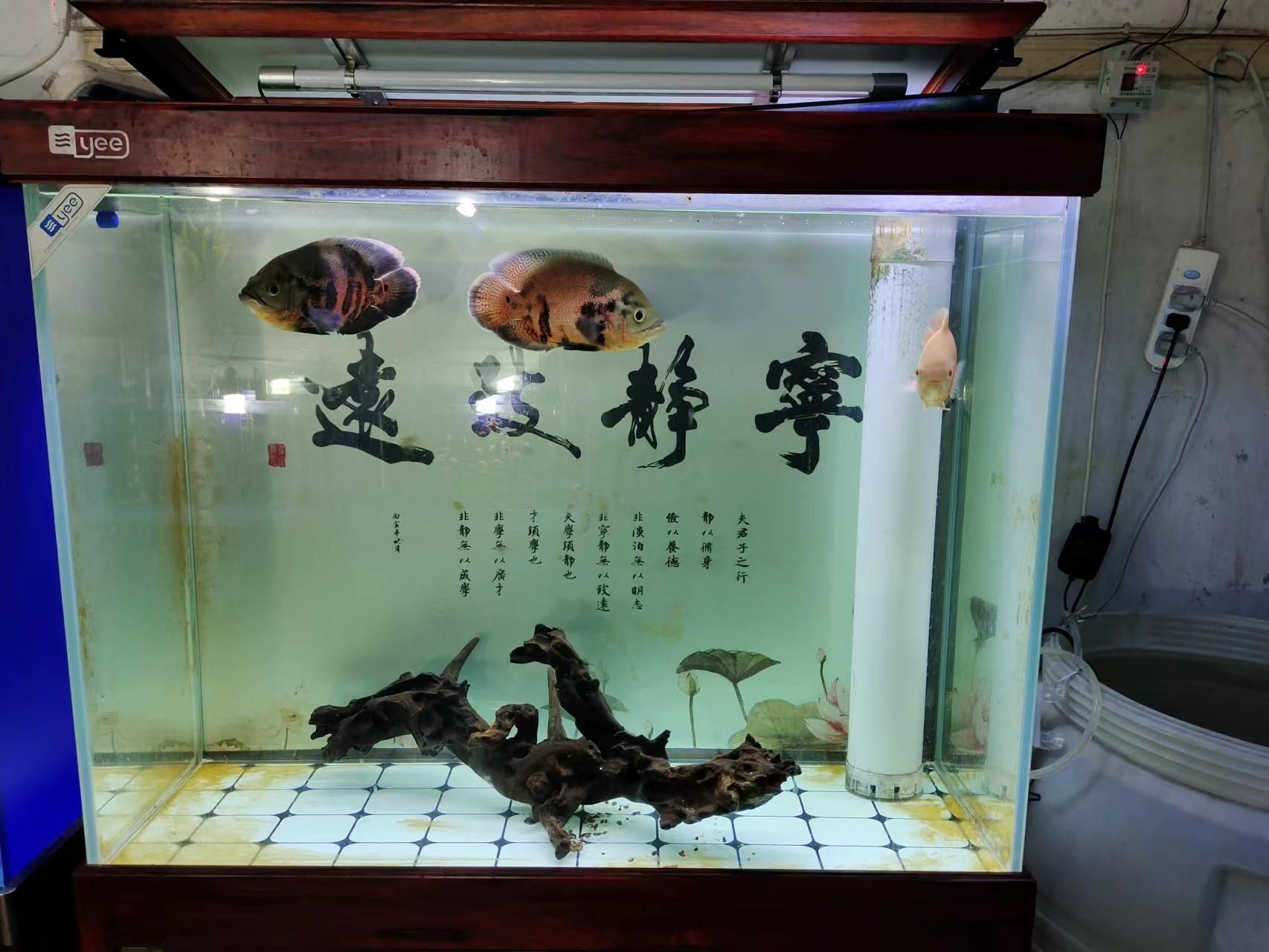 1米8的魚缸寬60好還是70好：1米8的魚缸寬60好還是70好，