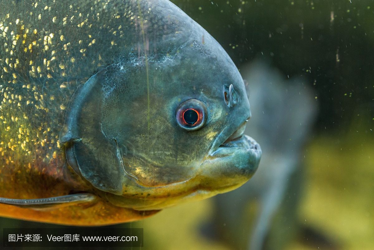 7厘米虎魚吃什么：7厘米的虎魚吃什么 虎魚百科 第3張