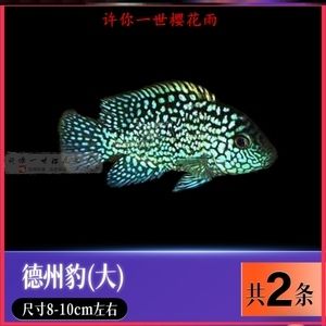 皇冠魟魚(yú)公魚(yú)多大發(fā)育：皇冠魟魚(yú)多大發(fā)育