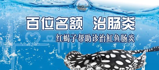 魟魚腸炎治愈后怎么喂食：魟魚腸炎治愈后喂食的原則 魟魚百科 第1張