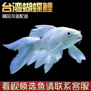 魟魚一條多少錢：魟魚一條多少錢一條多少錢[需手動(dòng)填充]魚一條多少錢 魟魚百科 第3張