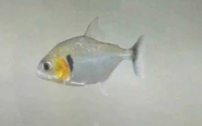 虎魚多久喂一次食物比較好：虎魚多久喂一次比較好 蘇虎 第2張