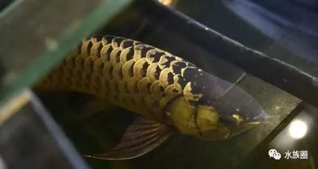 龍魚(yú)一次生多少條小魚(yú)：龍魚(yú)一次能生多少條小魚(yú) 龍魚(yú)百科 第3張