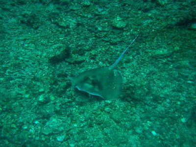 赤魟魚(yú)怎么讀：赤魟魚(yú)的正確讀音是hongyu,hongyu 魟魚(yú)百科 第3張