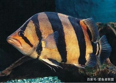 泰國(guó)虎魚(yú)和印尼虎魚(yú)：泰國(guó)虎魚(yú)和印尼虎魚(yú)有什么區(qū)別？