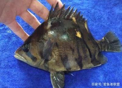 泰國(guó)虎魚(yú)和印尼虎魚(yú)：泰國(guó)虎魚(yú)和印尼虎魚(yú)有什么區(qū)別？