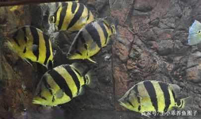 泰國(guó)虎魚(yú)和印尼虎魚(yú)：泰國(guó)虎魚(yú)和印尼虎魚(yú)有什么區(qū)別？