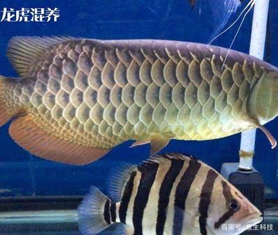 印尼虎和什么魚(yú)混養(yǎng)好看：印尼虎魚(yú)可以與什么魚(yú)混養(yǎng) 虎魚(yú)百科 第3張