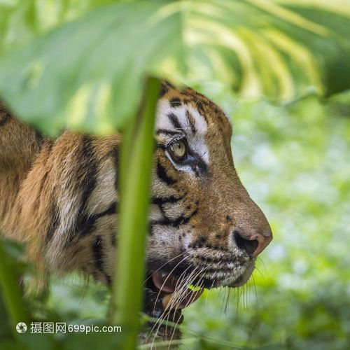 蘇門答臘和印尼虎：蘇門答臘虎和印尼虎實(shí)際上是同一種動物的不同稱呼 蘇虎 第1張