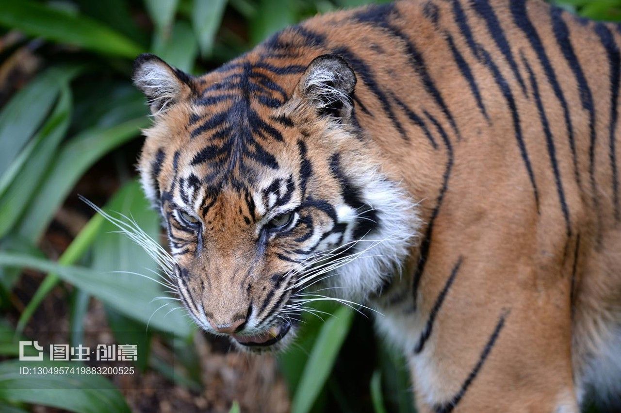 蘇門答臘和印尼虎：蘇門答臘虎和印尼虎實(shí)際上是同一種動物的不同稱呼 蘇虎 第3張