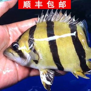 印尼虎魚多久喂一次龜糧：印尼虎魚多久喂一次龜糧印尼虎魚多久喂一次龜糧 虎魚百科 第3張