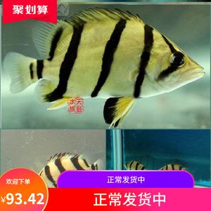 泰國(guó)虎魚(yú)一天喂幾次食：泰國(guó)虎魚(yú)的喂食頻率可以根據(jù)其大小和生長(zhǎng)階段進(jìn)行調(diào)整 泰國(guó)虎魚(yú) 第1張