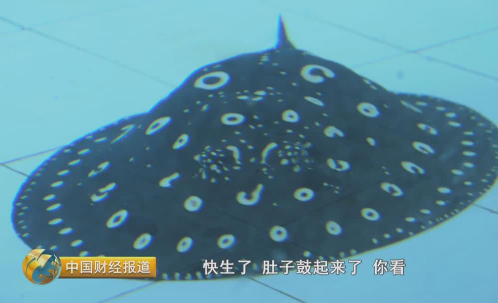 魟魚鼓起來怎么回事：魟魚肚子鼓起來可能是由于多種原因造成的 魟魚百科 第1張