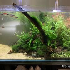 100cm魚缸養(yǎng)什么中大型魚：對于一個長100cm的魚缸 魚缸定做 第1張