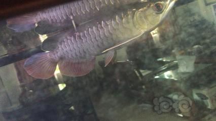 龍魚一條喂幾次：龍魚的喂食頻率主要取決于它們的生長階段 龍魚百科 第3張