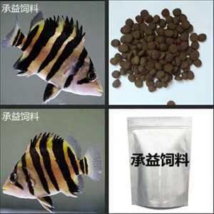 泰國虎魚一天喂幾次飼料：泰國虎魚的喂食頻率 泰國虎魚 第2張